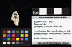 Foto (Objket + Etiketten) von Decapoda indet. 